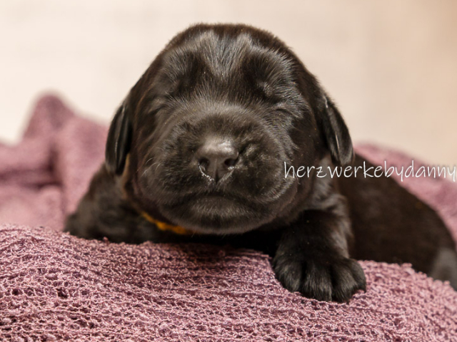 Frau Gelb nach 10 Tagen